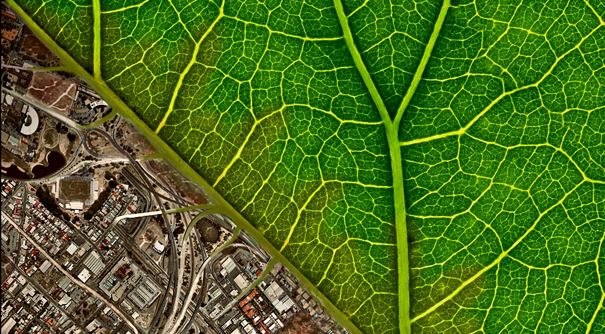 bioteria_leaf_city