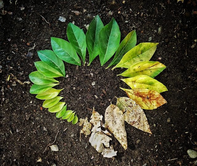 leaf